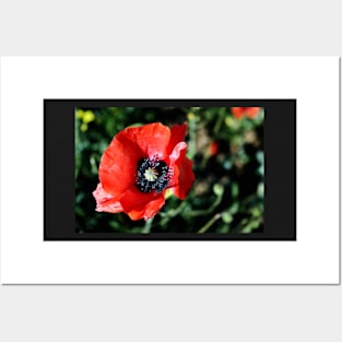 Red Poppy Flower Posters and Art